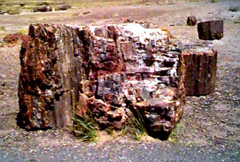 Petrified Wood